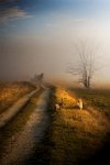 62 - FROM FOG - SZABO FERENC - hungary